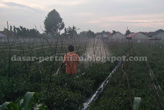  pernahkah anda mendengar istilah dalam pertanian ibarat  Inilah Pengertian Dari Pestisida, Insektisida, dan Fungisida Yang Perlu Diketahui